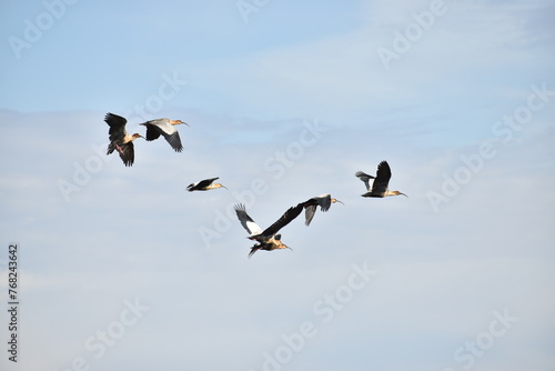 aves en vuelo