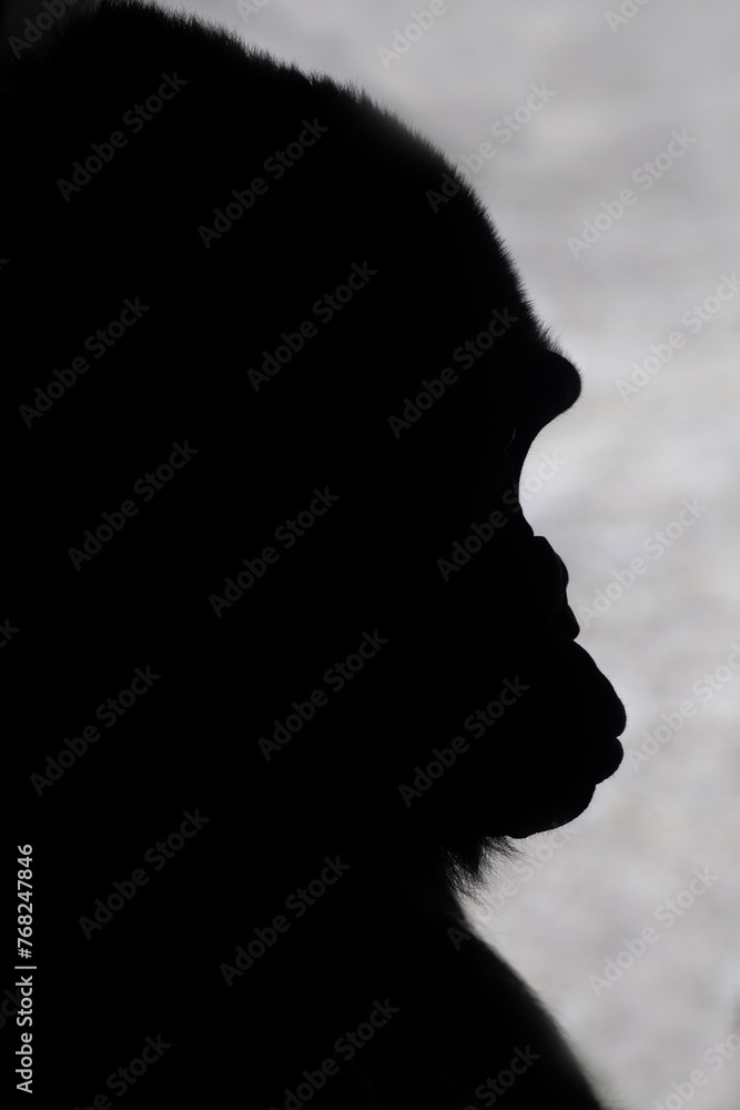 Portrait of a Lowland Gorilla Portrait of a Lowland Gorilla