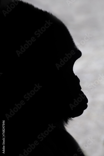 Portrait of a Lowland Gorilla photo