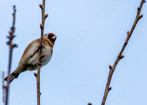 Photography European Goldfinch (Carduelis carduelis) - Found across Europe, Asia & North Afr