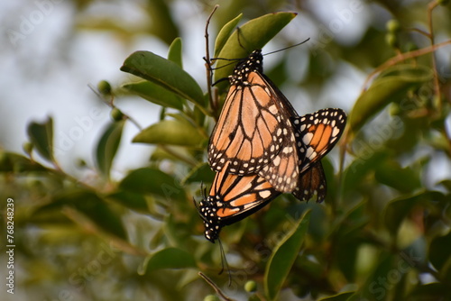 mariposa butterfly