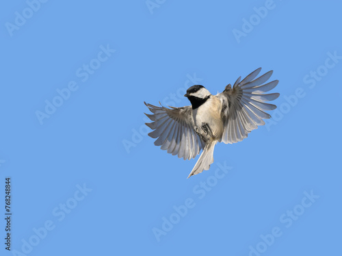 Carolina Chickadee in flight, with wings wide open, against clear blue sky; with copy space