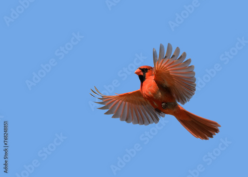 Bright red male Northern Cardinal in flight against clear blue sky, with copy space