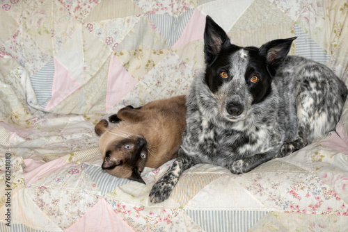 Black and white spotted dog and a Siamese cat comfortably resting next to each other on a couch