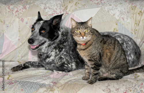 Old brown tabby cat sitting next to a back and white spotted dog on a couch