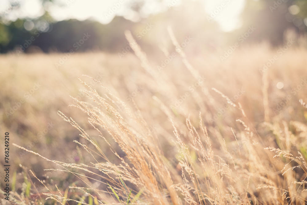 Meadow grass in golden hour with blurred background. Summer nature scenic backdrop. Beautiful plants on field in sunset. Selective focus Meadow grass in golden hour with blurred background. Summer nature scenic backdrop. Beautiful plants on field in sunset. Selective focus