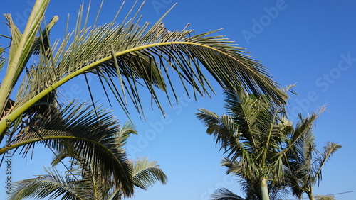 Two Palm Trees Against a Clear Blue Sky. The palm trees have green fronds and thick brown trunks. The background is a bright, uninterrupted expanse of blue sky. 