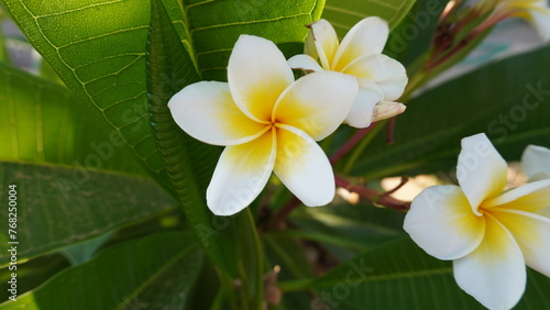 Close-up of White and Yellow Frangipani Flowers. The flowers have five large  rounded petals with soft  crinkled edges. The center of each flower is a deep yellow with a prominent stamen. 