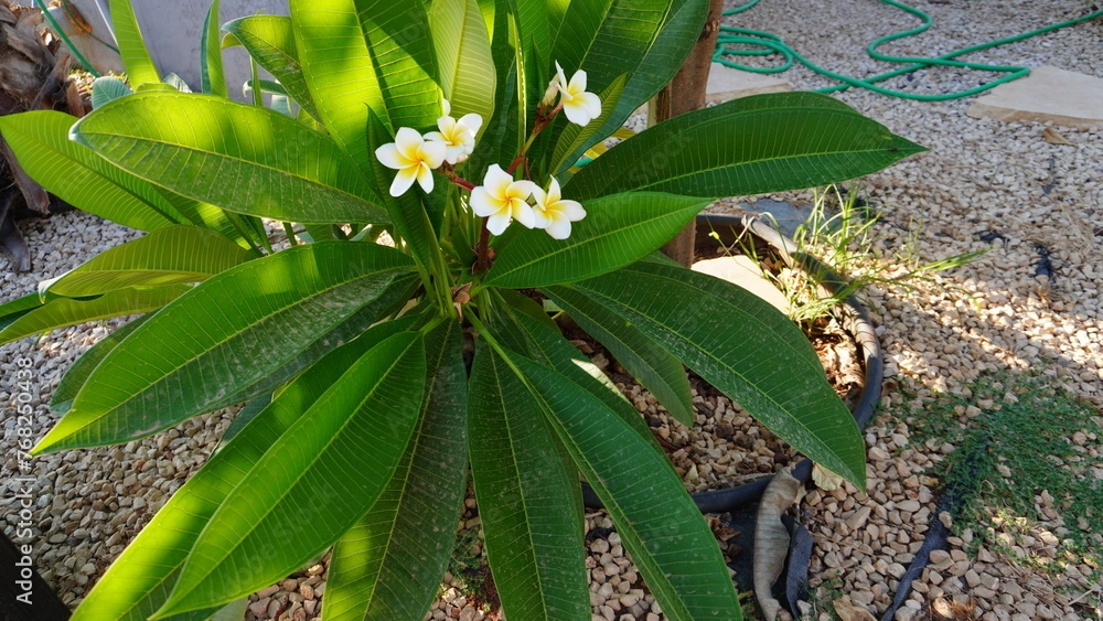 Close-up of White and Yellow Frangipani Flowers. The flowers have five large, rounded petals with soft, crinkled edges. The center of each flower is a deep yellow with a prominent stamen. Close-up of White and Yellow Frangipani Flowers. The flowers have five large, rounded petals with soft, crinkled edges. The center of each flower is a deep yellow with a prominent stamen.