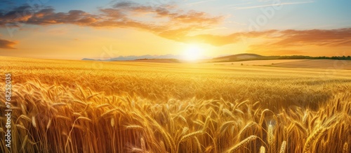 A field of golden wheat bathed in the warm light of the setting sun  creating a serene and picturesque scene in the countryside. The sun dips below the horizon  casting long shadows across the swaying