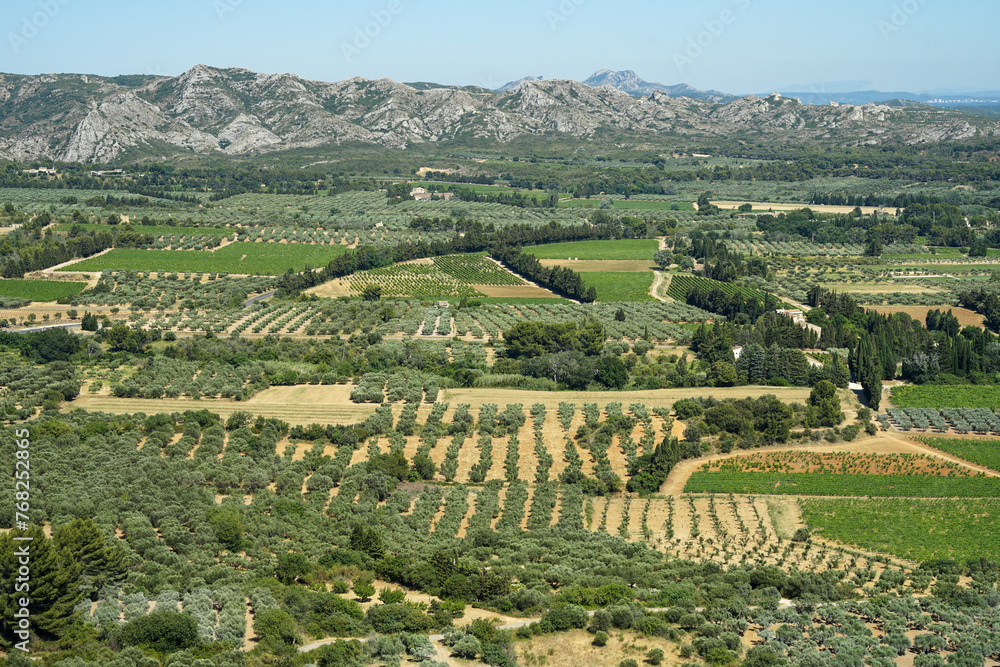 Olive tree orchards in Provence, France, traditional olive making region