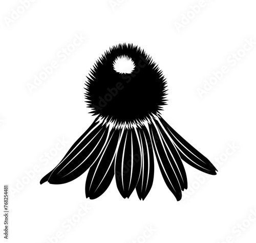 purple coneflower (Echinacea purpurea) isolated on white background