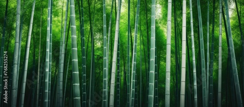 A group of tall green bamboo trees stands majestically in the dense forest of Arashiyama. The lush greenery and towering height create a mesmerizing sight, typical of this famous bamboo forest in