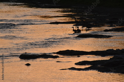 patos ducks