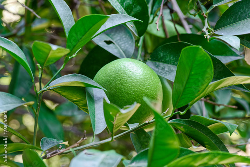 Close-up of unripe orange fruit in a leaves on a tree