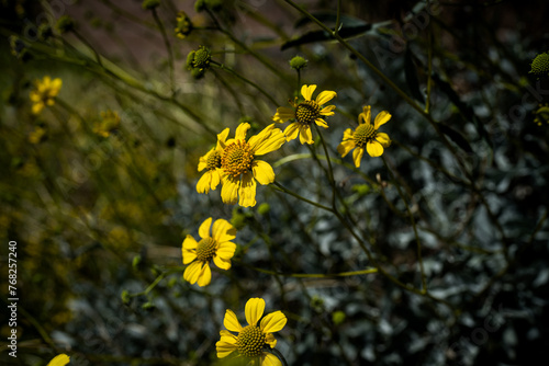 Blooming Brittlebush Wildflowers in Arizona photo