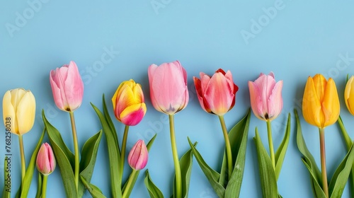 Closeup of colorful blooming tulip flowers in spring on blue background. Mother s Day  Valentines  Anniversary  Easter  Birthday