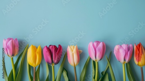 Closeup of colorful blooming tulip flowers in spring on blue background. Mother's Day, Valentines, Anniversary, Easter, Birthday #768258049