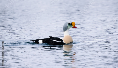 king eider on the sea