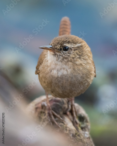 A Eurasian Wren (Troglodytes Troglodytes) is Resting on the Root of a Cypress Tree by the Lake