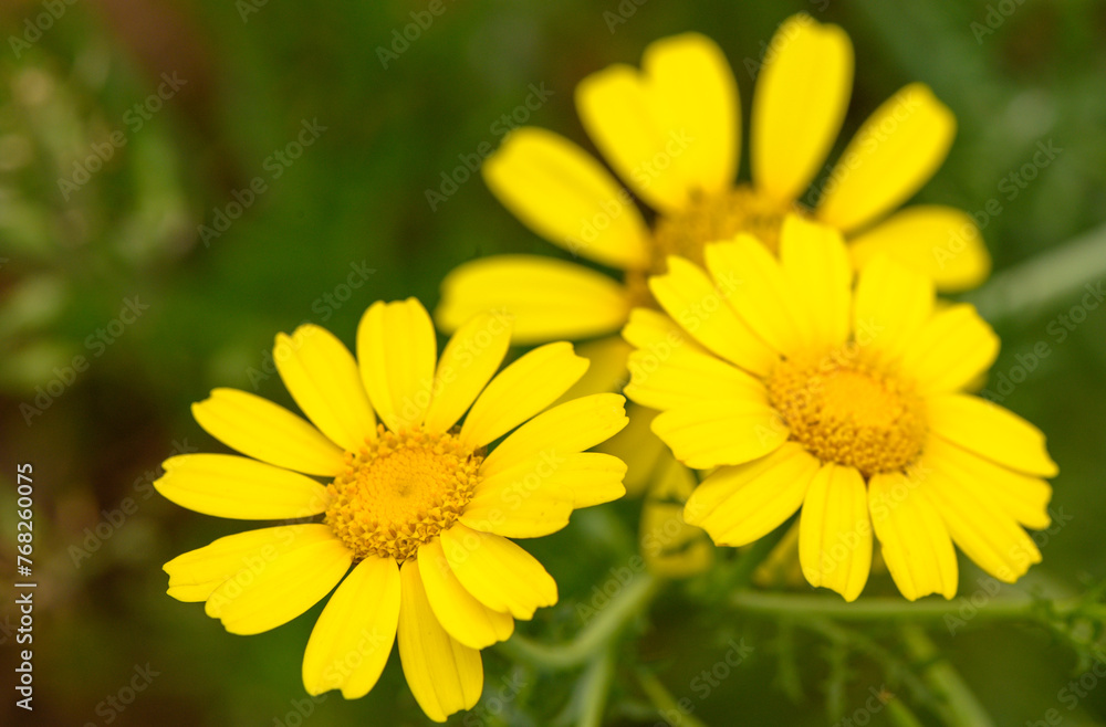 View of glebionis segetum (Chrysanthemum segetum) in the field. It is a species of flowering plant in the family Asteraceae. 1 View of glebionis segetum (Chrysanthemum segetum) in the field. It is a species of flowering plant in the family Asteraceae. 1