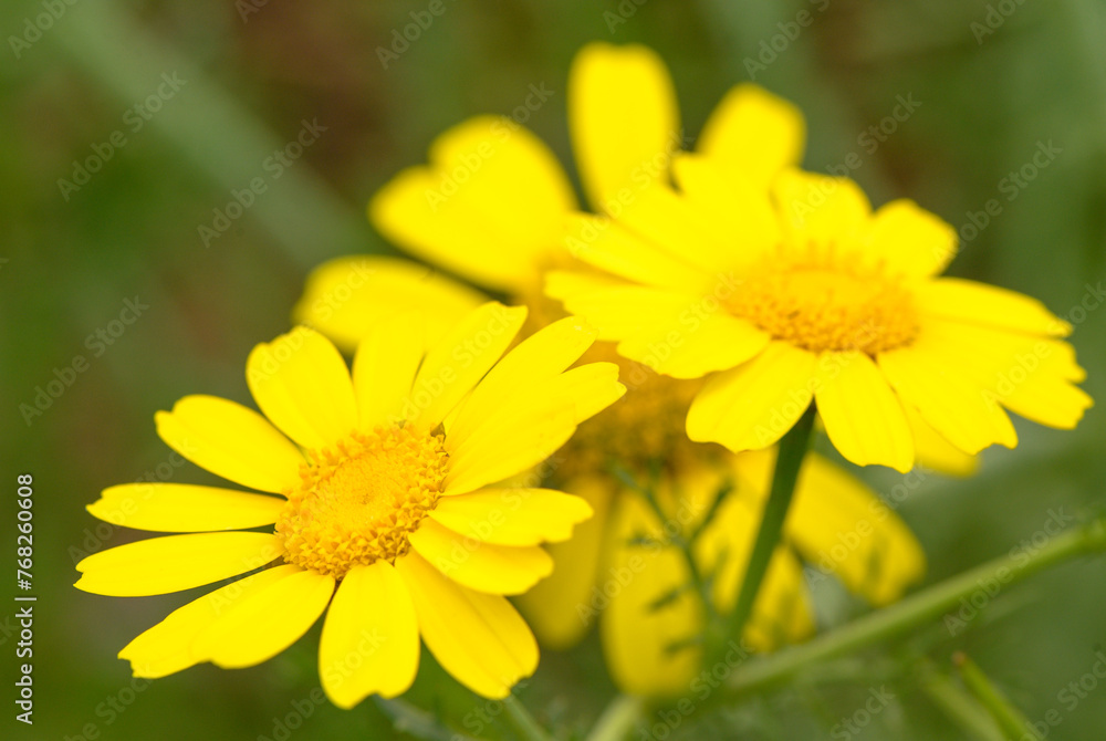 View of glebionis segetum (Chrysanthemum segetum) in the field. It is a species of flowering plant in the family Asteraceae. 2 View of glebionis segetum (Chrysanthemum segetum) in the field. It is a species of flowering plant in the family Asteraceae. 2