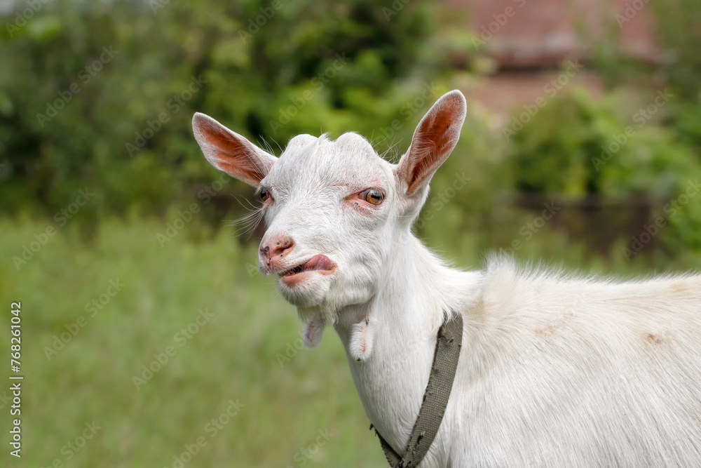 Portrait of a white funny goat showing tongue, on a green background. Portrait of a white funny goat showing tongue, on a green background.