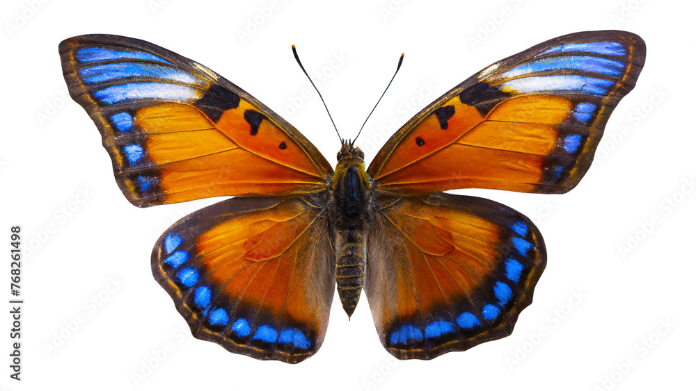 Obraz premium A butterfly with blue and orange wings. The butterfly is on a white background. The butterfly is the main focus of the image