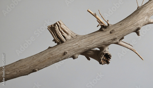 Dry tree twig and branch with knots  photo