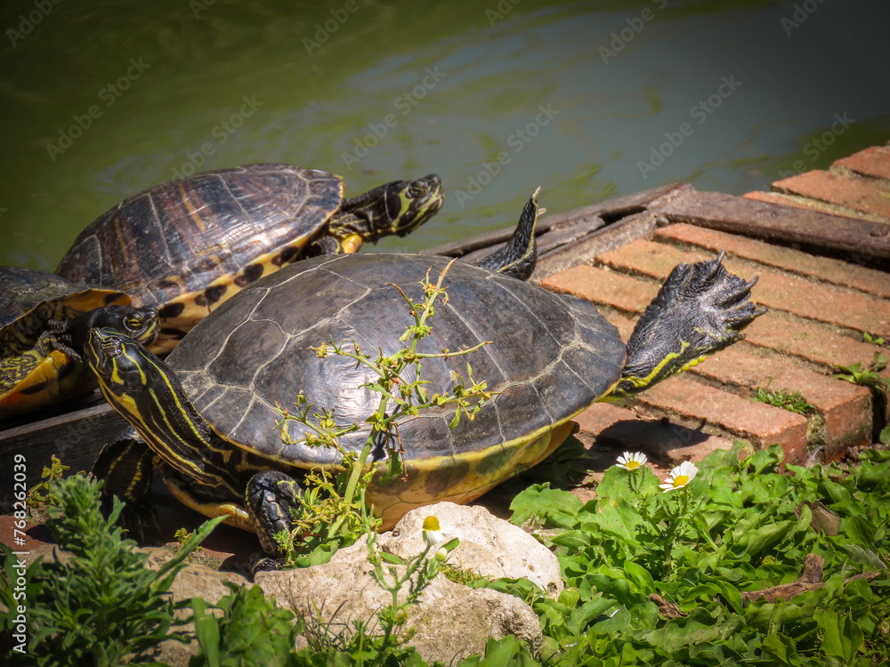 Obraz premium group of turtles in the sun near the park pond