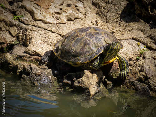 turtle in the sun entering the water at the shore of the park's pond