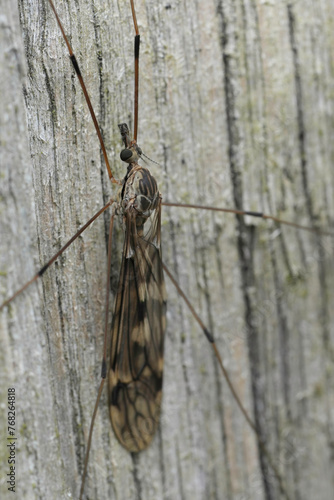 Closeup on a large Tipulid cranefly, Tipula rufina sitting on wood photo