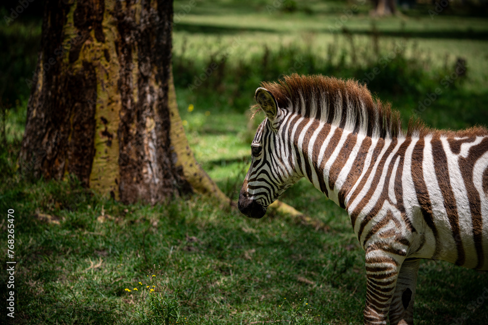Zebra wildlife kenya in naivasha Zebra wildlife kenya in naivasha