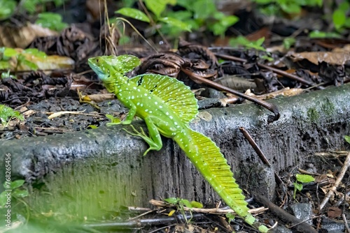 Plumed basilisk, Basiliscus plumifrons photo