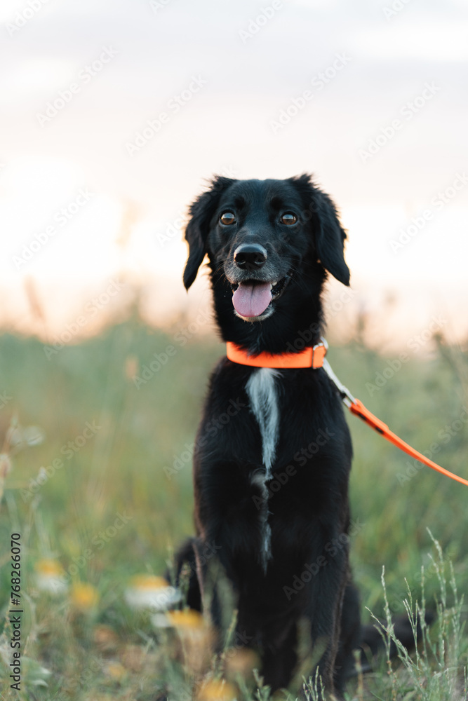 A cute smiling black dog sits in a field and looks at the camera. A cute smiling black dog sits in a field and looks at the camera.