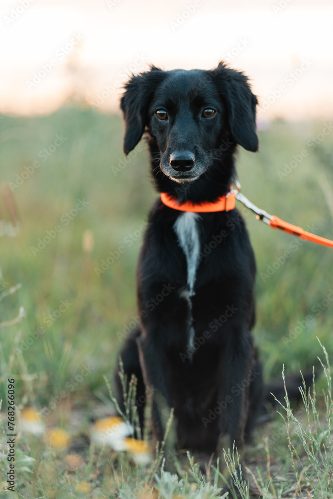 A cute black dog sits in a field and looks at the camera.