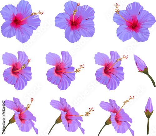 Vector hibiscus flower set. Realistic bright flower for decoration. Paradise flower blue, purple © Alaska_artworks
