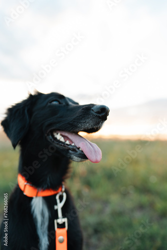 Funny smiling dog on a walk. Macro photo of tongue