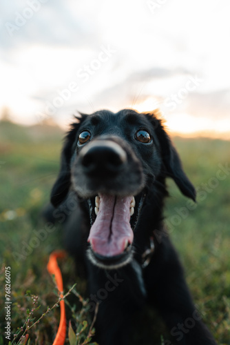 Funny smiling dog on a walk. Macro photo of tongue