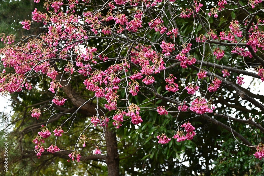 Taiwan cherry blossoms. Rosaceae deciduous flower tree. Dark pink bell-shaped flowers bloom downwards from winter to spring.
Taiwan cherry blossoms. Rosaceae deciduous flower tree. Dark pink bell-shaped flowers bloom downwards from winter to spring.