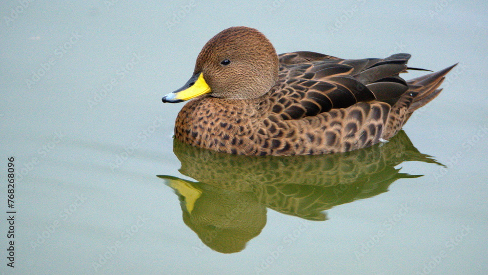 Fototapeta premium South Georgia pintail (Anas georgica georgica) swimming in a pond at Salisbury Plain, South Georgia Island