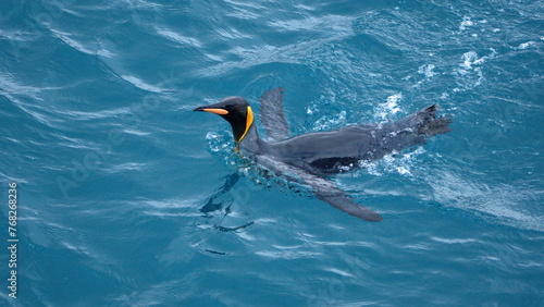 King penguin (Aptenodytes patagonicus) swimming in the Atlantic Ocean off of Salisbury Plain, South Georgia Island