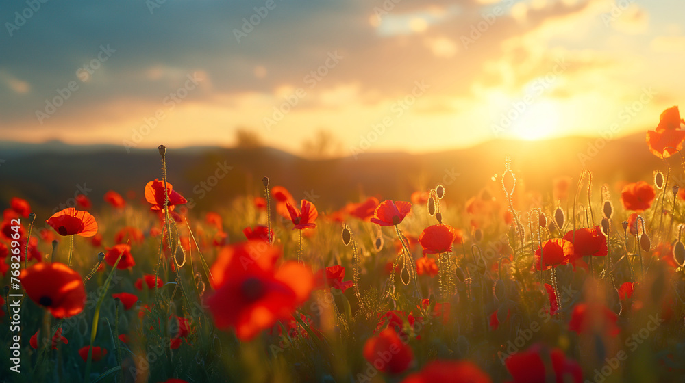 Obraz premium atardecer en campo de amapolas