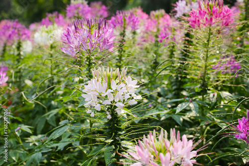 Fototapeta Naklejka Na Ścianę i Meble -  Cleome spinosa flower in the park