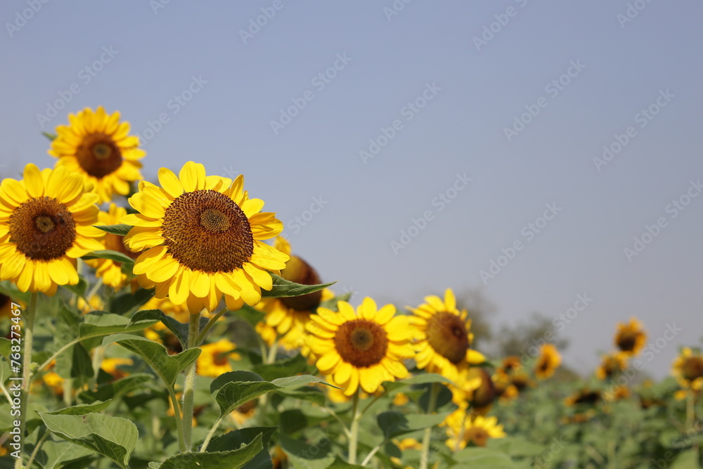 Blooming sunflower fields. Beautiful yellow flower