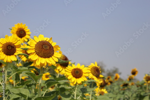 Blooming sunflower fields. Beautiful yellow flower