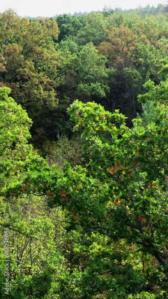 Green forest. Nature landscape in summer. Small lawn inside the forest. Flight over the trees of the woodland in bright weather. Slow motion. Aerial view. Vertical video Green forest. Nature landscape in summer. Small lawn inside the forest. Flight over the trees of the woodland in bright weather. Slow motion. Aerial view. Vertical video