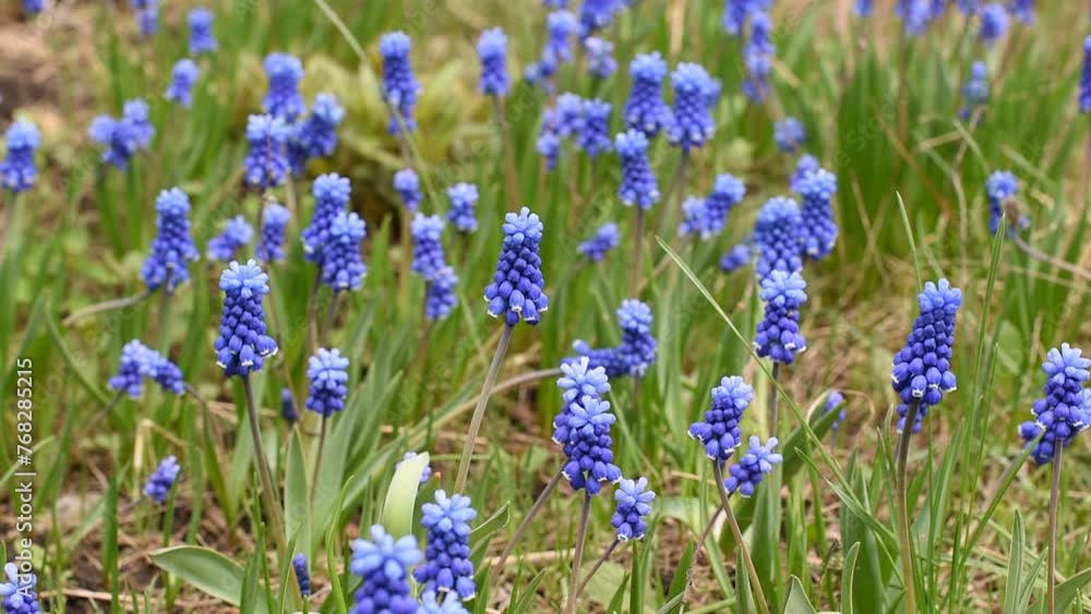 Blossoming muscari flowers in a field in early spring, Blossoming muscari flowers in a field in early spring,