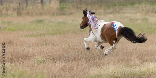 Patriotic Miniature Horse USA Patriotic Horse with red white and blue braids and glitter star flag running in pasture © Terri Cage 