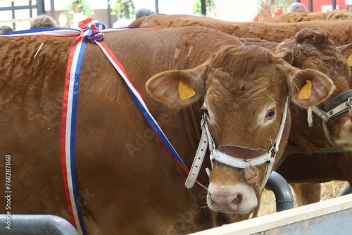 Vache française de la race bovine limousine, primée lors du concours général agricole du salon de l’agriculture à Paris, avec un ruban bleu blanc rouge (France)